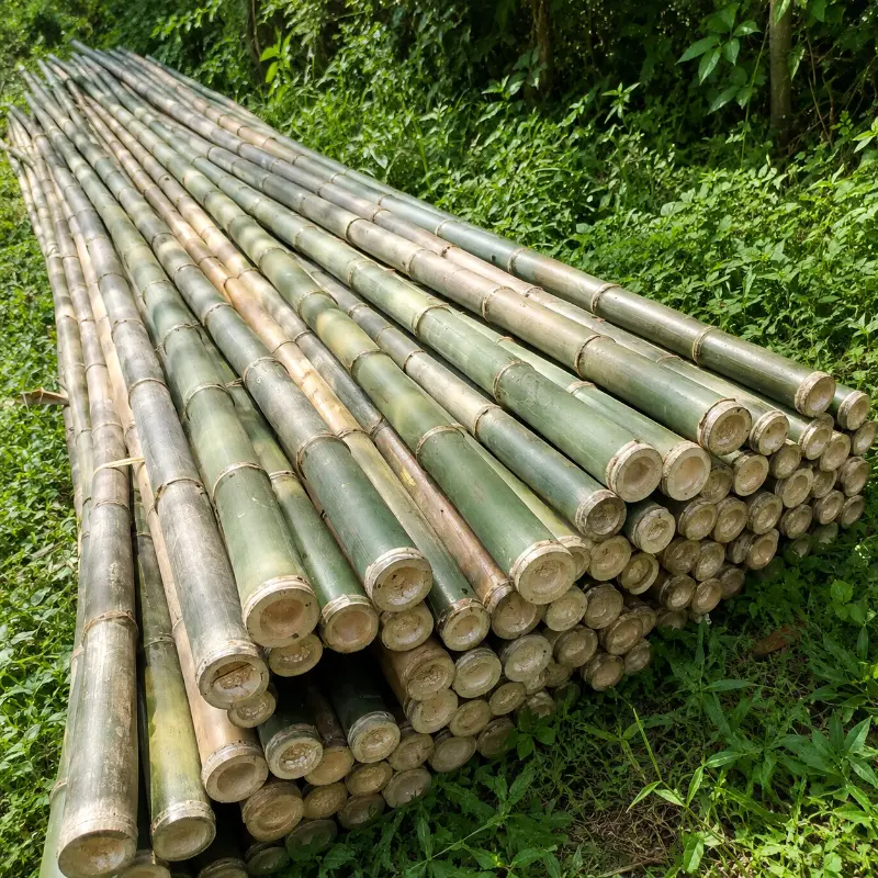 Supplier Bambu Steger